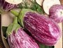 aubergine aubergine