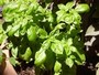 basilic