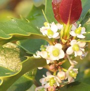 Fleurs de Houx