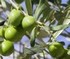 olive olive
